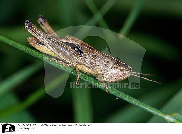 Nachtigallgrashpfer / grasshopper / DV-01125