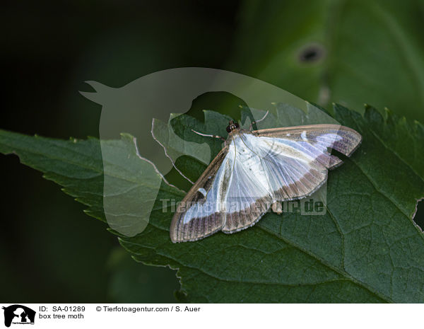Buchsbaumznsler / box tree moth / SA-01289