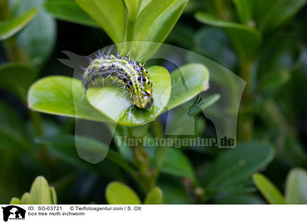 box tree moth inchworm / SO-03721