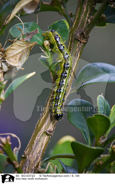 Buchsbaumznsler Raupe / box tree moth inchworm / SO-03722