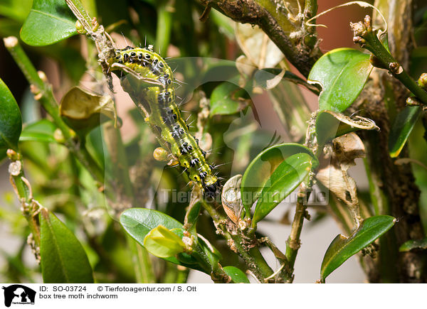 Buchsbaumznsler Raupe / box tree moth inchworm / SO-03724