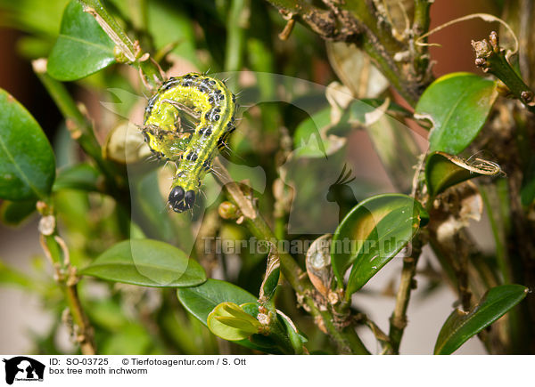 Buchsbaumznsler Raupe / box tree moth inchworm / SO-03725