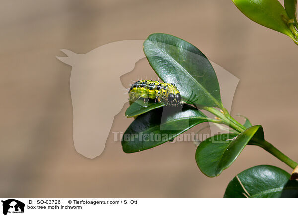 Buchsbaumznsler Raupe / box tree moth inchworm / SO-03726