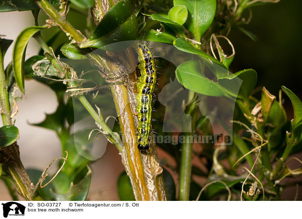 box tree moth inchworm / SO-03727