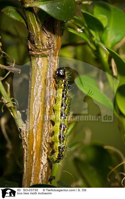 Buchsbaumznsler Raupe / box tree moth inchworm / SO-03730
