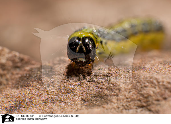 box tree moth inchworm / SO-03731