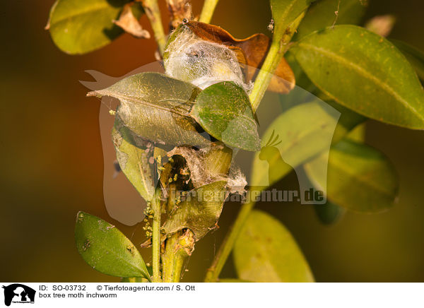 Buchsbaumznsler Raupe / box tree moth inchworm / SO-03732