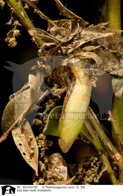 Buchsbaumznsler Raupe / box tree moth inchworm / SO-03735