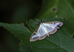 box tree moth