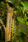 box tree moth inchworm