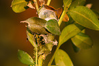 box tree moth inchworm