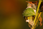 box tree moth inchworm