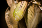 box tree moth inchworm