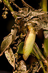 box tree moth inchworm