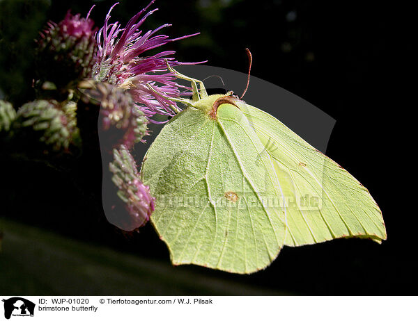Zitronenfalter / brimstone butterfly / WJP-01020