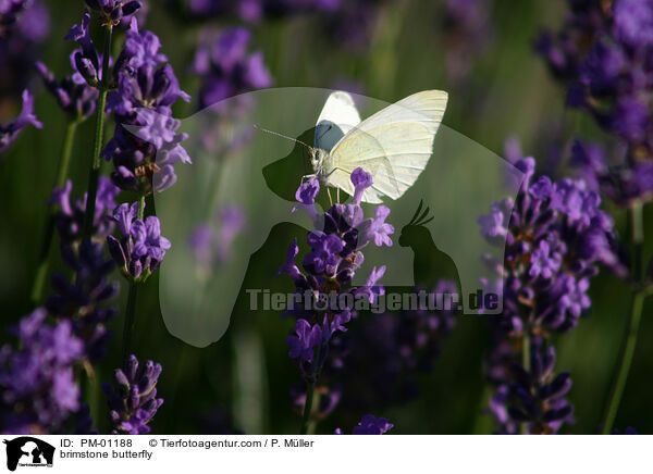 Zitronenfalter auf Blume / brimstone butterfly / PM-01188