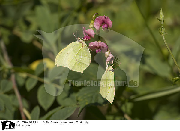 Zitronenfalter / brimstone / THA-03723