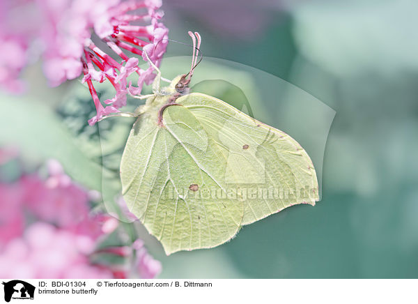 Zitronenfalter / brimstone butterfly / BDI-01304