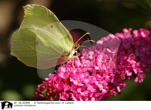 common brimstone / HL-02686