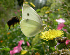 brimstone butterfly