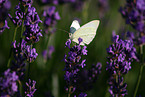 brimstone butterfly