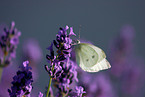 brimstone butterfly