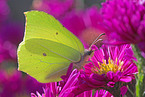 brimstone butterfly