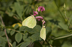 brimstone