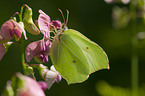 brimstone