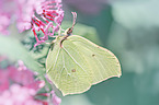 brimstone butterfly