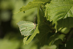 common brimstone