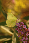 common brimstone