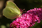 common brimstone