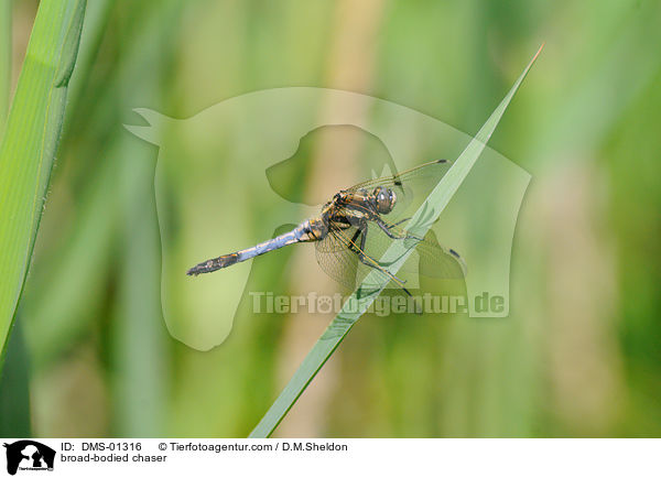 broad-bodied chaser / DMS-01316
