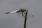 broad-bodied chaser