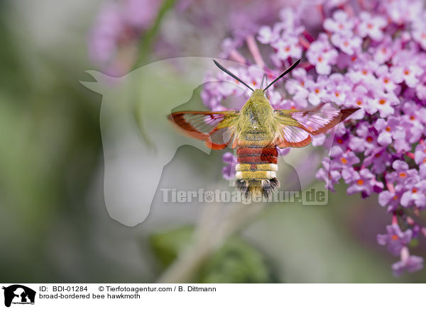 broad-bordered bee hawkmoth / BDI-01284