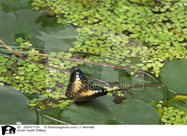 Brauner Scheckenfalter / brown heath fritillary / JOH-01134