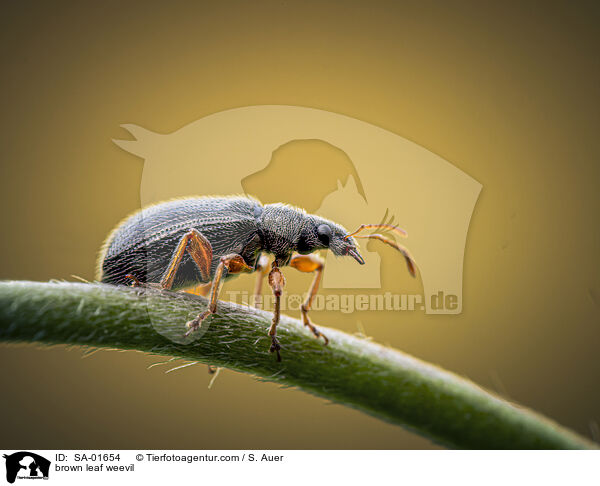 brown leaf weevil / SA-01654