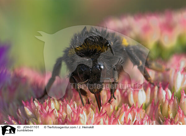 Dunkle Erdhummel / bumblebee / JOH-01101