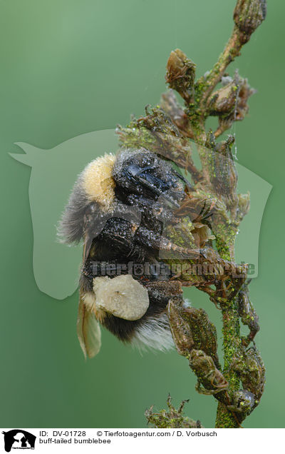 buff-tailed bumblebee / DV-01728