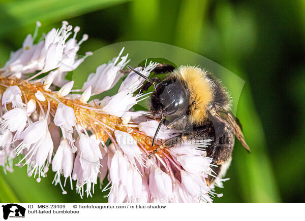 Dunkle Erdhummel / buff-tailed bumblebee / MBS-23409