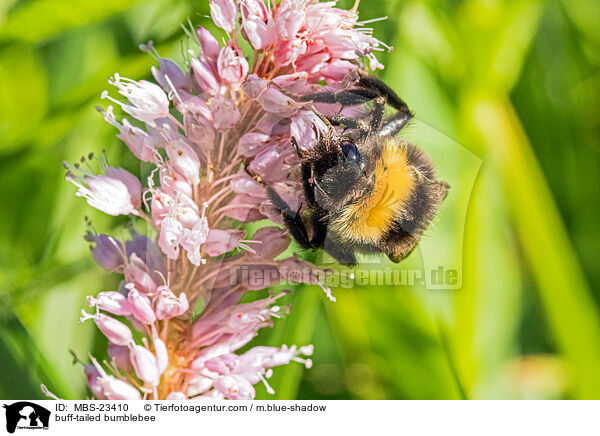 Dunkle Erdhummel / buff-tailed bumblebee / MBS-23410