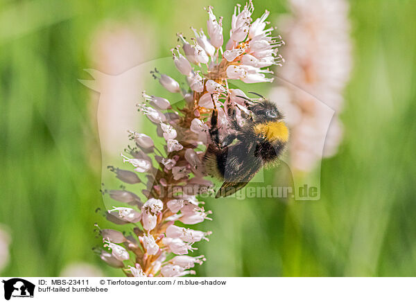 buff-tailed bumblebee / MBS-23411
