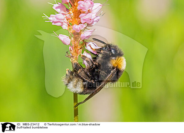 buff-tailed bumblebee / MBS-23412