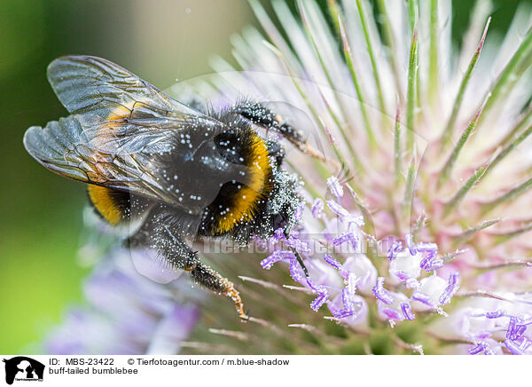 buff-tailed bumblebee / MBS-23422