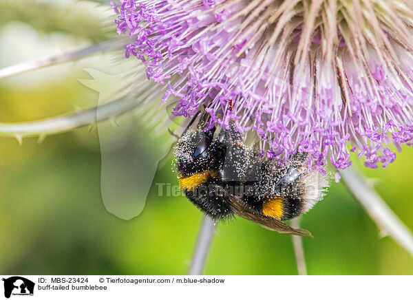 Dunkle Erdhummel / buff-tailed bumblebee / MBS-23424