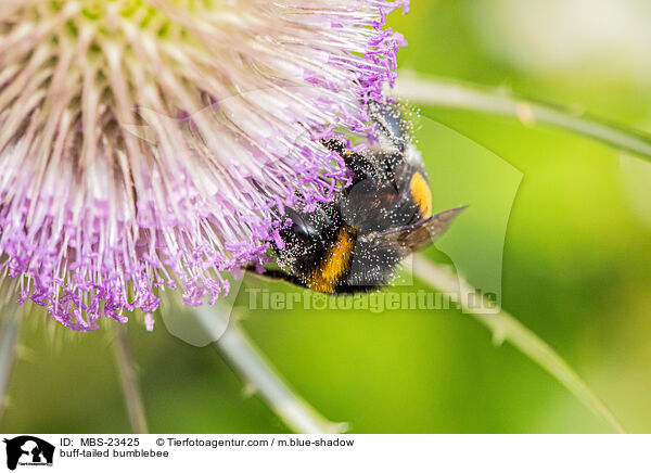 Dunkle Erdhummel / buff-tailed bumblebee / MBS-23425