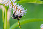 buff-tailed bumblebee