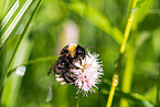 buff-tailed bumblebee
