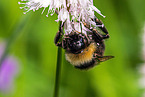 buff-tailed bumblebee